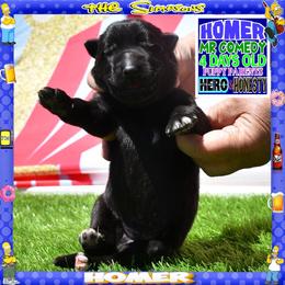HOMER the comic - Black male German Shepherd puppy in Murrieta, California from Diamond Oaks German Shepherds