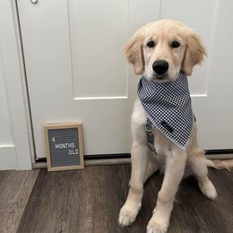 Golden Retriever All Grown Up from Winters Goldens