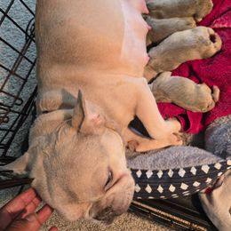 French Bulldog puppies from FrenchKiss Frenchies