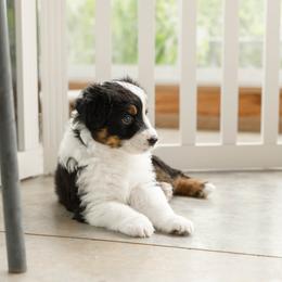 PATRIOT - Black tri-color male Australian Shepherd puppy in Markleville, Indiana from Take Five Aussies