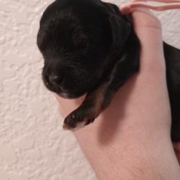 Peony - Black and tan female Cavapoo puppy in Fairfield, Illinois from Positively Doodles