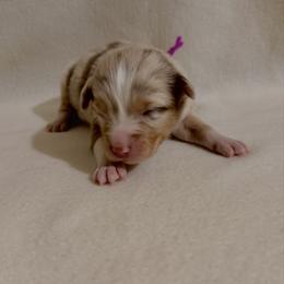 Purple Ribbon Red Merle Girl 1 - Red merle female Australian Shepherd puppy in Dundee, Ohio from Aussies Of Circle H