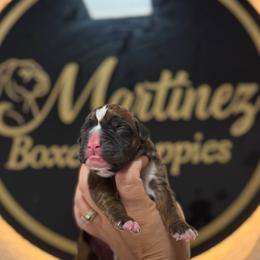 Girl 4 - Brindle female Boxer puppy in Orlando, Florida from Martinez AKC Boxers of Central Florida