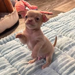 Silver boy 4,300 - Silver and white male Chihuahua puppy in Summerfield, Florida from Uey’s Chihuahuas