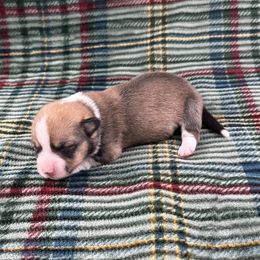 Merry - Sable and white female American Corgi puppy in Waskom, Texas from Piney Woods Corgis