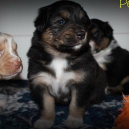 Posie - Black tri-color female Australian Shepherd puppy in Iota, Louisiana from C'est Bon Aussies Australian Shepherds