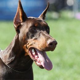 Meenya - Doberman Pinscher