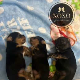Yorkshire Terrier Puppies from XOXO Yorkies