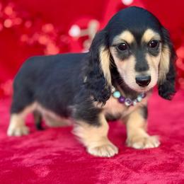 Isabelle - Black and cream female Dachshund puppy in Lincoln, Arkansas from Red Dirt Dachshunds