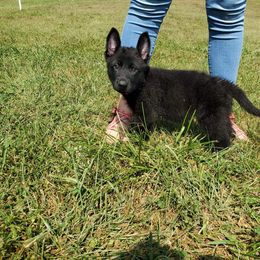 German Shepherd Puppies from Sheldon Shepherds LLC