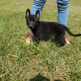 German Shepherd Puppies from Sheldon Shepherds LLC