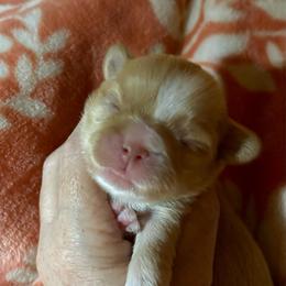 CKC Charlie - Cream and white male Shih Tzu puppy in Skipperville, Alabama from Nay Nay’s Babies