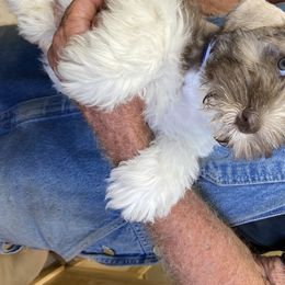 Miniature Schnauzer Puppies from Circle R Ranch