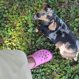 Diamond - Dachshund