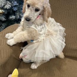 Luna - Apricot female Poodle puppy in Mobile, Alabama from Semmy’s Standard Poodle LLC