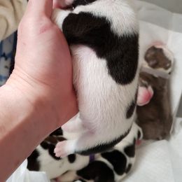 English Bulldog Puppies from Ruza's Bulldogs