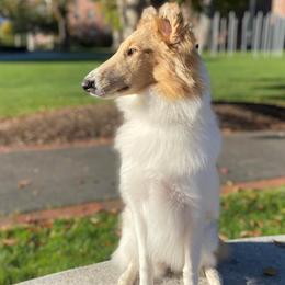 Peri - Collie puppy from Medicine Wheel Farms and Kennels