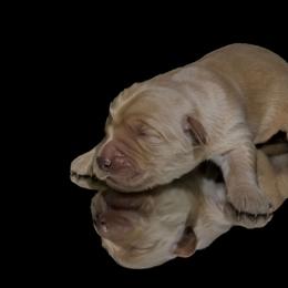 Brook - Golden female Golden Retriever puppy in Palmdale, California from AmazingK9s