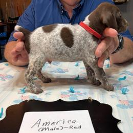 America - Liver and white male German Shorthaired Pointer puppy in Morgantown, Indiana from Kevin Funkhouser Kennel
