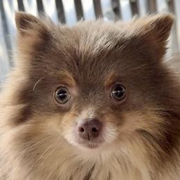 Mystery - Pomeranian