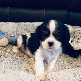Cavalier King Charles Spaniel Puppies from Sophia's Hearth Cavaliers