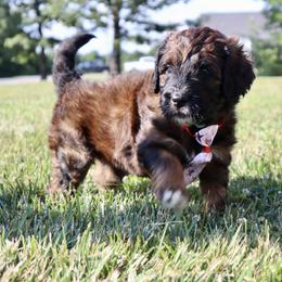 Saint Berdoodle Puppies from Highland Ridge Doodles