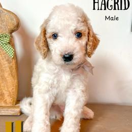 Hagrid - Parti male Goldendoodle puppy in Hilton, New York from The House of Goldendoodle