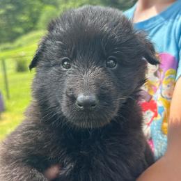 Shelly (Lilac) - Black female Belgian Sheepdog puppy in Franklin, West Virginia from Wildmour K9