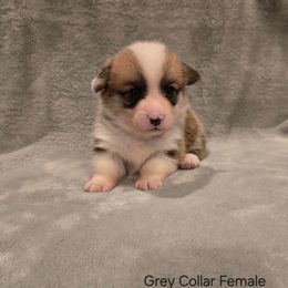 Grey Collar Female - Red female Pembroke Welsh Corgi puppy in Tenino, Washington from LoneStar Corgis NW