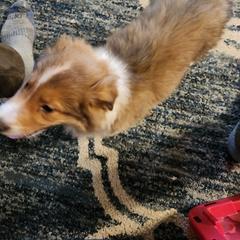 Simon - Sable male Working Dog Cross puppy in Nevada, Missouri from Briarwood Collies