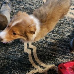 Simon - Sable male Working Dog Cross puppy in Nevada, Missouri from Briarwood Collies