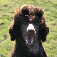Jolene  - Poodle