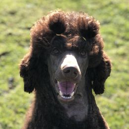 Jolene  - Poodle