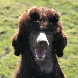 Jolene  - Poodle