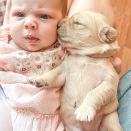 Golden Retriever and Pembroke Welsh Corgi Puppies from Rose n’ Thistle Farm