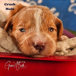 Crash - Red  male Goldendoodle puppy in Peyton, Colorado from Grace N Faith Doodles