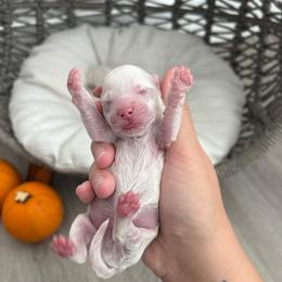 Pumpkin Spice - White male Maltipoo puppy in Roseville, California from Sunshine’s Maltipoo’s