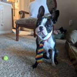 Turk - Boston Terrier