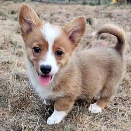 Louise - Red female Pembroke Welsh Corgi puppy in Castle Rock, Washington from Heckman Corgis