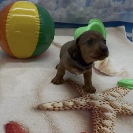 Shaded Red Wirehair Male (purple collar) - Red male Dachshund puppy in Killeen, Texas from Southern Dachshunds