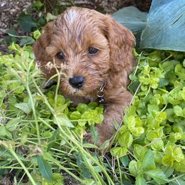 Cockapoo Puppies from Chesapeake Cockapoos