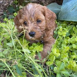 Cockapoo Puppies from Chesapeake Cockapoos