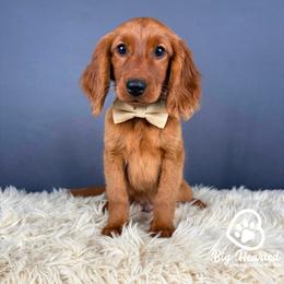 Rocky - Red male Companion Cross puppy in Utah County, Utah from Big Hearted Breeders