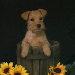 Lakeland Terriers from Hollybriar