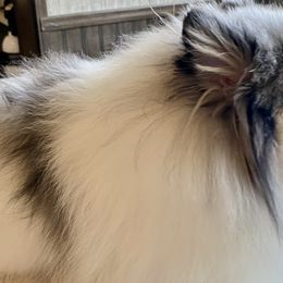 Pomeranians from North Florida Pomeranians