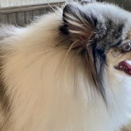 Pomeranians from North Florida Pomeranians
