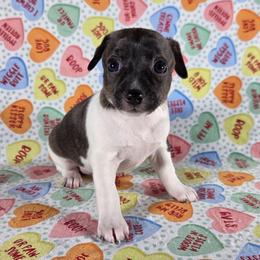Stella - Black and white female Rat Terrier puppy in Rio Vista, California from CaliRats Rat Terriers
