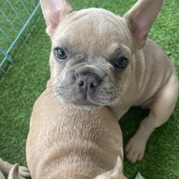 French Bulldog Puppies from 609 Frenchies