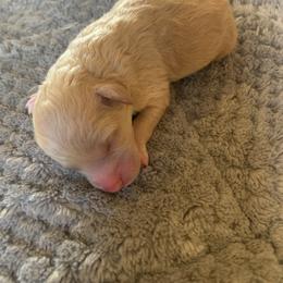 Boy 2 - Apricot male Poodle puppy in Haddam, Kansas from Golden B Acres