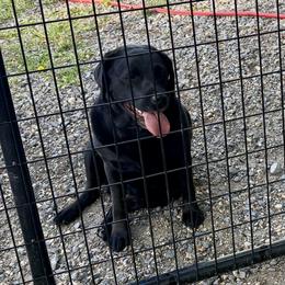 Clancy - Black male Labrador Retriever puppy in Baldwin City, Kansas from Hedge Lane Labradors
